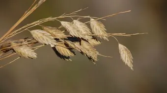 أهمية الشوفان