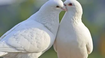 أهمية السلام فى حياتنا