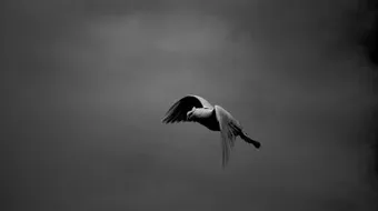 أهمية السلام