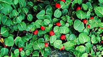 أهمية النباتات