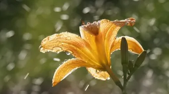 أهمية الدعاء عند نزول المطر