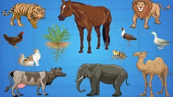 أهمية طبقة التروبوسفير بالنسبة للكائنات الحية