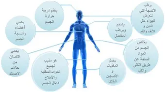 أهمية الماء في جسم الإنسان