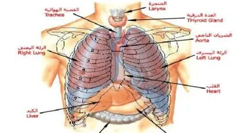 جسم الإنسان الداخلي