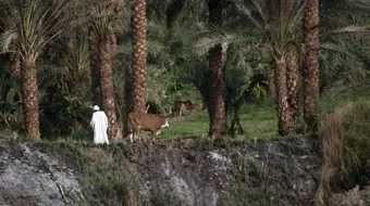 أكبر منتج للتمور في العالم