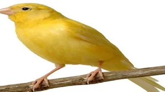 حياة طائر الكناري