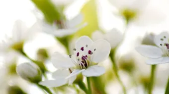 حياة فاطمة الزهراء