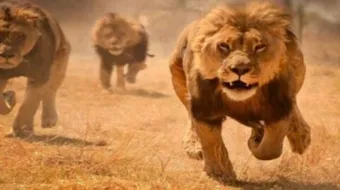 حياة الأسود