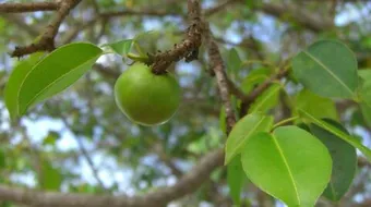 شجرة المنشينيل !!