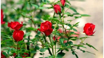 طريقة زراعة الورد الجوري