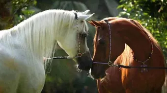 أجمل الخيول العربية الأصيلة