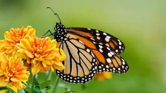 أجمل فراشة في العالم