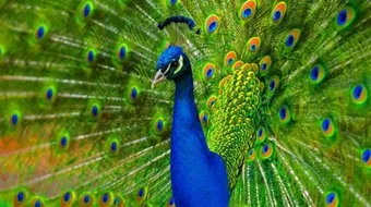 أجمل مخلوقات الله