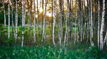 اجمل صباح الخير