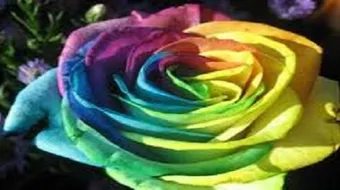 اجمل شعر في العالم