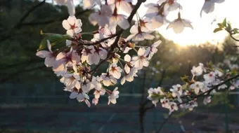 اجمل ادعية الصباح