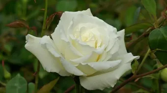 أجمل العبارات