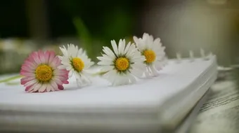 أجمل عبارات للأصدقاء