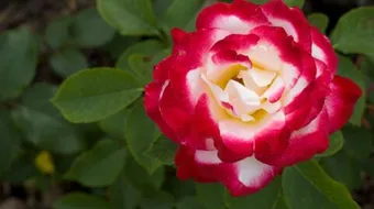 أجمل الورود الحمراء