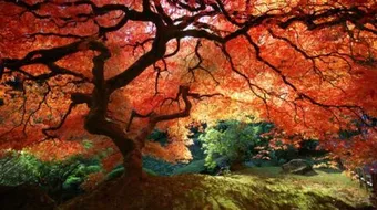 أجمل ما في اليابان