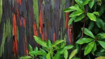 أجمل شجرة في العالم