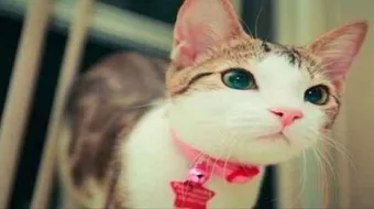 أجمل أنواع القطط