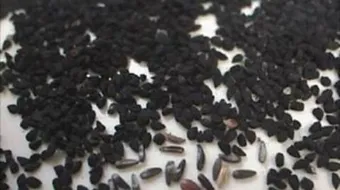 أهم فوائد حبة البركة