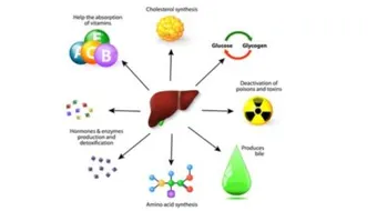 أهم وظيفة للكبد