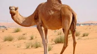 أقوى ذاكرة حيوان