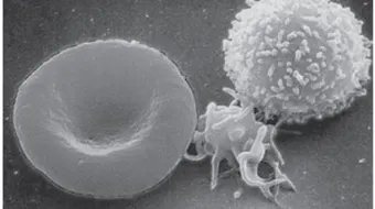 اسم يطلق على الكريات البيضاء