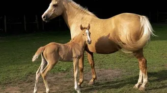 اسم صغير الحصان