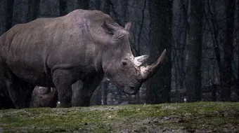 اسم وحيد القرن