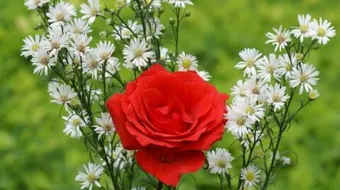 أسماء الورد في اللغة العربية