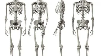 عدد العظام في الجسم