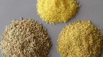 عدد السعرات الحرارية في الأرز