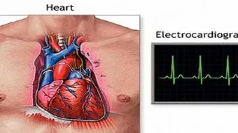 عدد نبضات القلب السليم في الدقيقة
