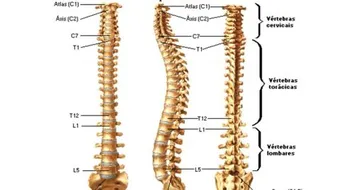 عدد فقرات العمود الفقري