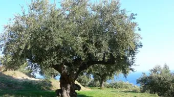 شجرة الزيتون في فلسطين