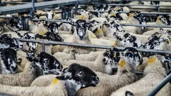 أحكام الأضحية في الإسلام