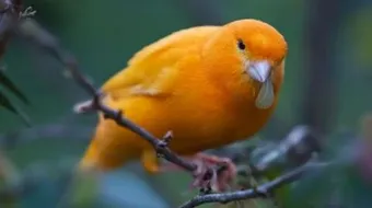 صوت الكناري الأصلي