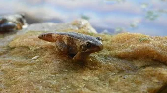 مراحل نمو الحيوانات