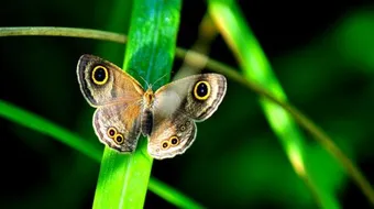 مراحل تكون الفراشة