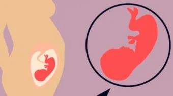 مراحل نمو الطفل داخل الرحم