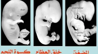 مراحل تكوين الجنين في القرآن