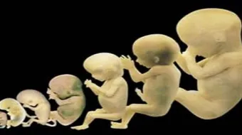 مراحل خلق الإنسان