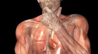 تركيب جسم الإنسان