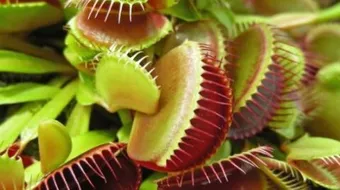 موضوع تعبير عن نباتات تصيد الحشرات