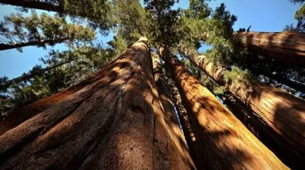 أطول شجرة في العالم