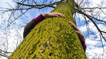 أطول شجرة بالعالم