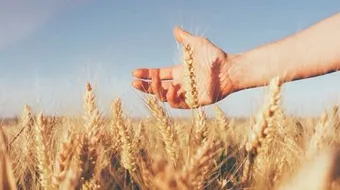 حكمة مشروعية زكاة الفطر